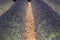 Yellow dry 30cm wide gravel path separating two rows of lavender bushes in plantation,Â Vaucluse, Provence, France